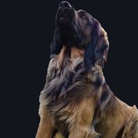Mr. Monty, Bürohund und Pausenbeauftragter bei apollo consulting